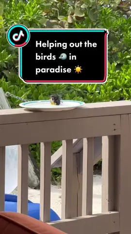 My new friends in the Bahamas. #castawaycay #disneycruise #nature #birds #bird #birdsoftiktok #water #cabana #travel #exclusivetravelpartners 
