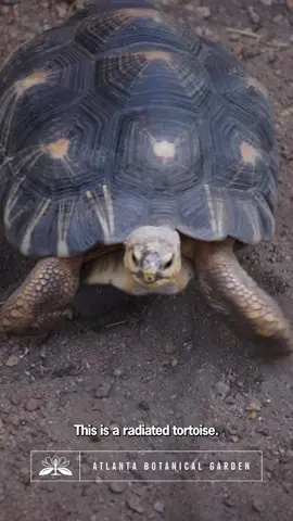 Last week, you met our snapping turtle in the Tropical Rotunda. Today we're introducing you to the critically endangered radiated tortoises you'll find hanging out in the Desert House. 🐢 #tortoise #radiatedtortoise #endangeredspecies #atlantabotanicalgarden #naturetiktok #atlanta 