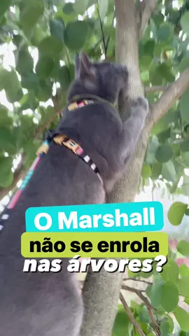 Nem eu acreditei quando vi!! O Marshall continua me surpreendendo todos os dias. #gatos #pets #animaisnotiktok 