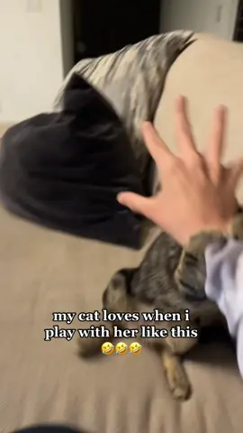 does anyone else have a cat that loves playing rough?😭 #catsoftiktok #cattiktok #cattok #cat #catlover #gato #gatos #gatostiktok #gatosoftiktok #gatotiktok #gatotok #gatosdetiktok #roughplaying #fyp 