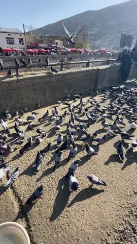 #افغانستان🇦🇫❤️🙏✌️❤️❤️