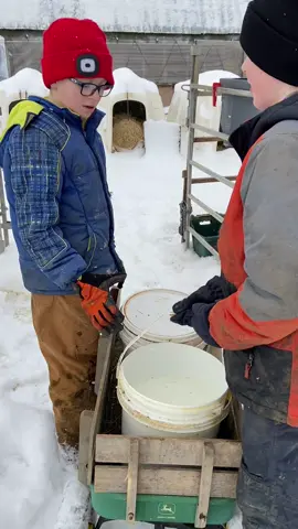 Sometimes feeding is a two person job!#farmlife #team #LearnOnTikTok #dairy #milk #cowfarm #agtok #fyp #foryou #the_beef_boys #gea #farmtok #supportfarmers #raisedonafarm #workhard #learning #brothers #novascotia #canada #teamwork 