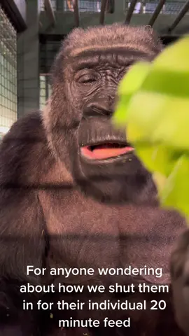 The evening feed is one of 5 the gorillas get a day, and the only individual feed. This makes sure any low ranking gorillas that don’t get a lot of food during the group feeds, gets a chance to eat lots of food in peace and quiet, and they stay healthy #gorillas #conservation #education #animals #animalsoftiktok #animalvideos #asmr #animalsounds 