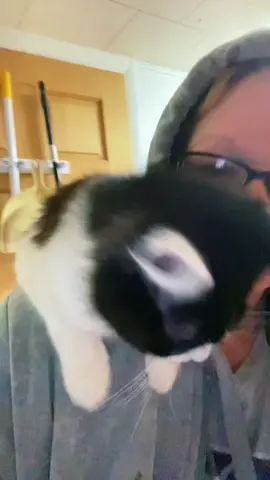 Pine pellet update#catsoftiktok #cats#cutecats#catlovers#pets#PetsOfTikTok #animals#pinepellets#catlitter#tryitout#awesome#amazing #fyp#viral#follow4morevideos 