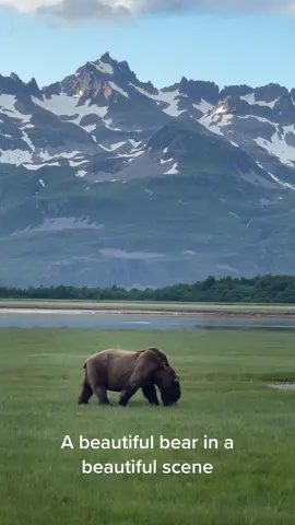 Hard to beat a beautiful brown bear in an amazing scene like this. #fyp #foryou #foryoupage #video #photography #outside #Outdoors #wildlife #wildlifephotography #bear #nature #adventure #alaska #brownbear #mountains #landscape #beautiful 