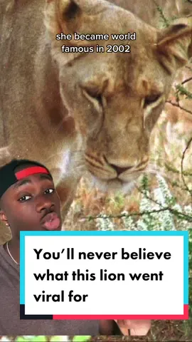 It’s enough to make a grown man ugly cry #lion#nature#cats