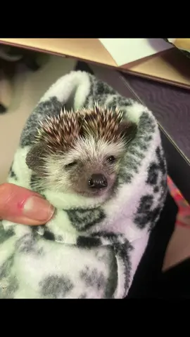 I can, and I quill save her foot. No hedging 😉. #hedgehog #hedgehogsoftiktok #exoticpets #veterinarian #dayinthelife #exoticvet 