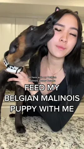 Let’s feed my Belgian Malinois puppy✨ she’s getting HUGE I CAN NOT LOL #belgianmalinois #dogfoodrecipe #dogfeeding 