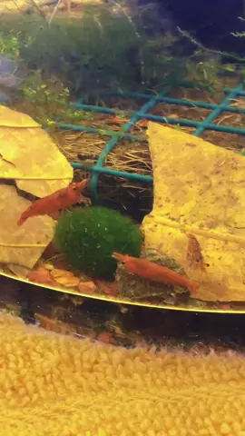 oh to be a wee cherry shrimp on a marimo #marimo #marimomossball #mossball #mossballs #mossballpets #mossamigos #shrimptok #cherryshrimps #cherryshrimp #aquarium #aquariums 