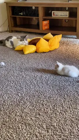 Kitten Fey and kitten Leeloo  early interactions #feyleeloo 