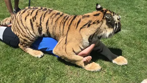 Big hug, from little Sunrise from back in the day! #tiger #outofafricapark 