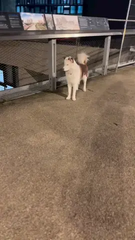 Sorry did I disturb you??😅 #fyp #dogsoftiktok #viral #foryou 