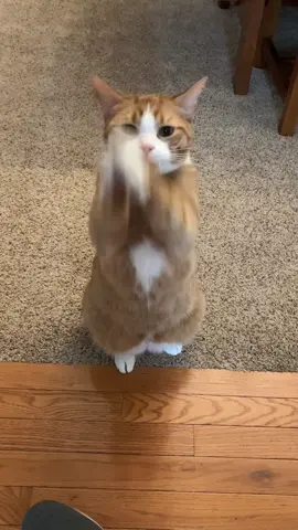 Clapping cat happy time #catsoftiktok #cats #cats #orangecat #orangecatsoftiktok 
