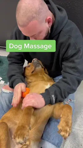 #massage #wellness #chiropractic #nrw #foryou #dogsoftiktok #dogs 