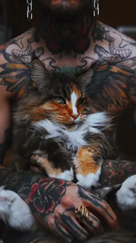 👀👀👀#catsoftiktok #fyp 