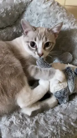 Cloud meets Cow #cat #trend #catsoftiktok #trending #fun #animalsoftiktok #cute #PetsOfTikTok #Love #animal #kitten #kittensoftiktok #funny #pet #kittens 