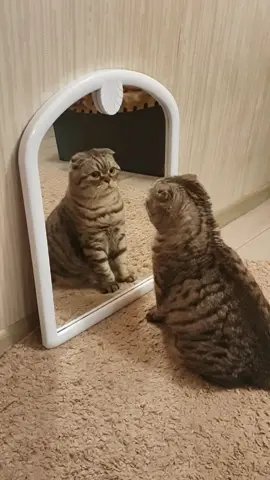 Впервые наша Мия увидела себя в зеркале 😸😻 Рубрика