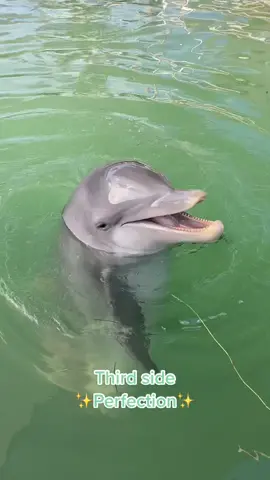 Indie is the definition of perfection✨✨ #dolphin #dolphinconnection #dolphinencounter #dolphinexperience #dolphindiscovery #marinemammaltrainer #dolphintrainer #fyp #floridakeys #marinemammal #fypシ #foryou #foryoupage #viral #trending #education #lifeofadolphintrainer #trainer #training #animaltraining #conservation 