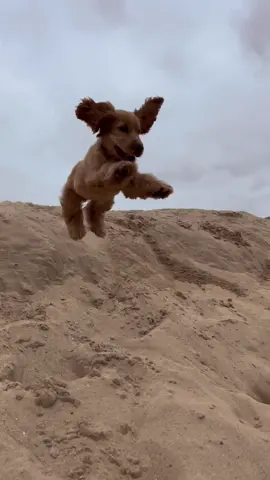 I believe I can fly 🦅#fly #superman #cocker #dog #plage #ibelieveicanfly 