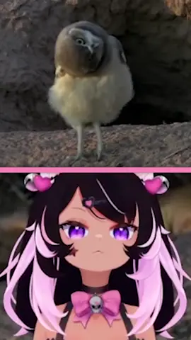 I hate birds #ironmouse #vshojo #vtuber #bird #kawaii #anime #twitch #vshojoclips #vtuberclips #vtuberen #vtuberespañol #cute #demon #birds #stupid