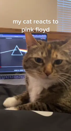The Dark Side of the Moon is such a classic 🌑🌈  pink floyd too goated… #pinkfloyd #darksideofthemoon #thegreatgiginthesky #rock #poprock #progrock #cat #cats #catsoftiktok #fyp