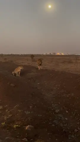 Full Moon , the city in the background amazing evening today at the Wildife Capital - Nairobi National Park #nairobi #africa #safari #kenya #gamedrive #nairobitiktokers #nairobinationalpark #wildlife #adventure 