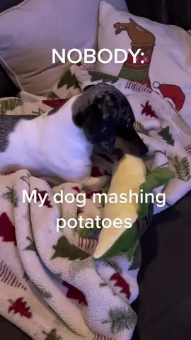 Fresh taters at all times  🥔🥔 #dog #dogsoftiktok #dachshund #dachshundsoftiktok #ween #weenie #dogmom #doglife #funny 