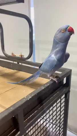 He found out I was recording in the end🤣 #fyp #foryoupage #indianringneck #cute #parrot 