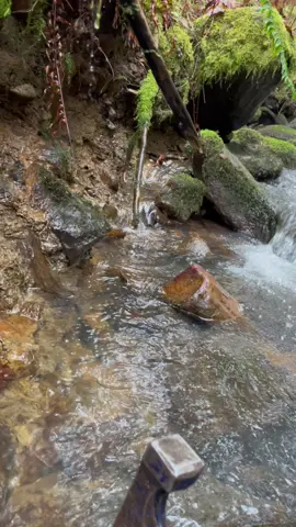 Agatized wood in the rock wall 🪵🪨💎 #rockhound #carnelian #agate #petrifiedwood #gems #nature #creeksquad #creek #washington #pnwrocks #digging #hobby #treasurehunt 