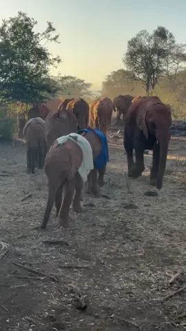 Enjoying an early morning stroll with our Nursery Herd. Our ‘blanket-brigade’ - Mzinga, Nyambeni, & Shujaa - are, with some helpful direction from the Keepers, leading the whole herd into the forest to grab some green snacks, before the herd’s 9am milk feed. Each of these elephants was rescued after being orphaned. With your support, we will raise them and reintegrate them back into the wild when they are older. Their stories and circumstances are as unique as their personalities, so do visit their profiles on our website to learn more. Link in bio #elephants #animals #animalrescue #wildlife #nature #kenya #nairobi #sheldrickwildlifetrust #babyelephants #sunrise #healing