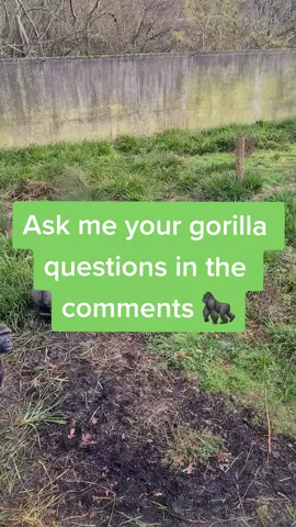 Question time! Get your gorilla questions answered. #FQA  #questions #silverback #gorilla #foraging #fyp #fypage #fypシ #foryou #foryour 