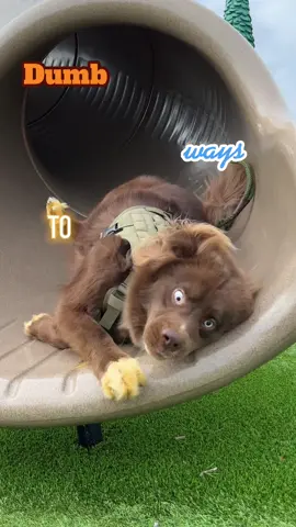 Never again #dogslide #husky #foryoupage #dogvideos 