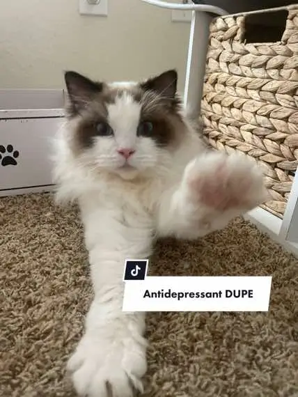 The best one on the market 🤞🏻 #delilahanddecklyn #flamepoint #catsoftiktok #cutecat #ragdollcat #cats #catlover #kitten #fyp #foryoupage #ragdollkitten #cat #fluffycat #kittensoftiktok #funnycat