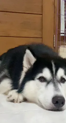Habis di marah mami malah marah baik😂 di akhir malah bobok🥹#husky #dramahusky #huskylife #lewatbranda #dog #dramatichusky #siberianhusky 