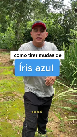 Como tirar mudas de íris!  #jardineirobrasil #profissaojardineiro #chuva #deus #jardimnobrasil #jardim #jardinagem #jardinagemviral #gardem #paisagismo #plantas #reelsvideo #instagramreels #reelsinstagram #reelsbrasil #viralreels #trendingreels #explore #viralreels #likeforlikes #irisazul #oregon#pleasecomment #podador #tesourao #cercaviva #podocarpus #paisagismo #work #planterapia #plantas #carolcosta #loucadasplantas 