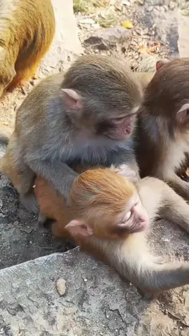 Monkey massage 💆‍♀️#monkey #usa 