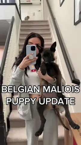 Belgian Malinois Pupdate with Beretta🫡 this girl is so amazingly smart I’m so excited to see how she will develop🔥 #belgianmalinois #puppy #dog #puppiesoftiktok 