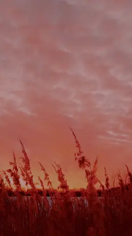#fyp #lyricsvideo 