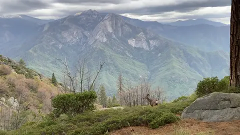 Deer on a mountainside in Sequoia National Park, California.  #deer #mountain #sequoia #sequoianationalpark #sequoianationalforest #california #californiawildlife #wild #wildlife #nature #pretty #scenery #mountainside 