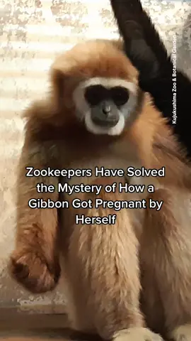 A hole in a wall measuring nine millimeters in diameter probably let two apes copulate, a Japanese zoo believes. #japan #zoo #gibbon #gibbons #apes #animals #mystery 