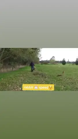 Rabbit 🐰 #rabbit #rabbitspeed #dogsoftiktok #fyp 