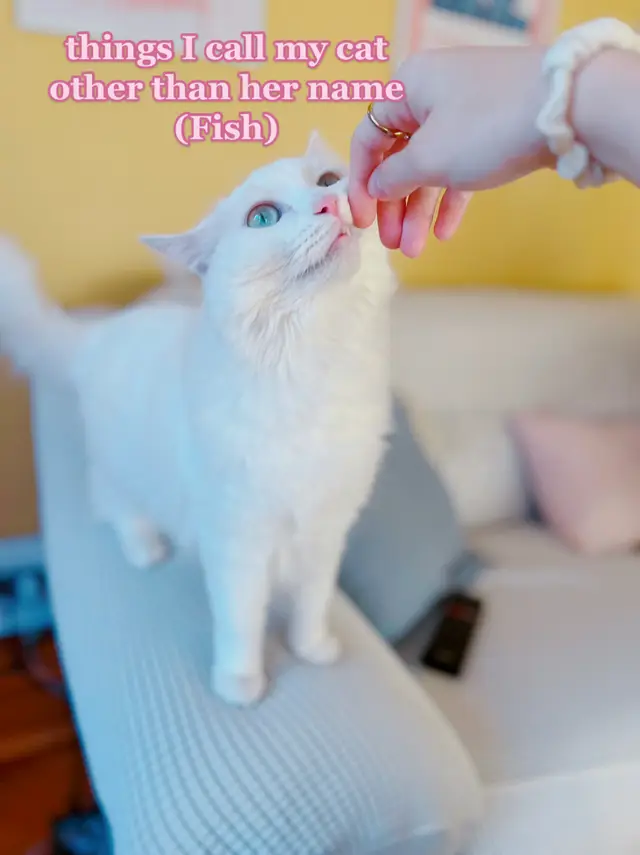 I just love her 🥰 #cat #catsoftiktok #fishthecat 
