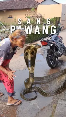gimana emang keren ya emak.. #lucu #makwar #pawangcobra #videolucu 