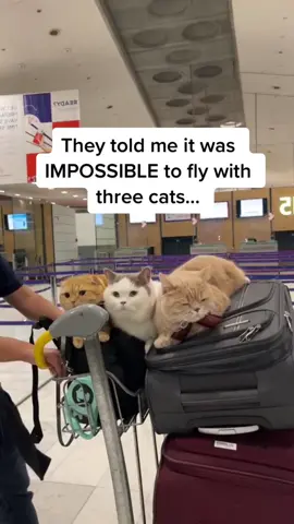 The 3rd cat is SUCH A MOOD 😭😭😭 (@Spongecake_Mocha_Donut) #pubity 