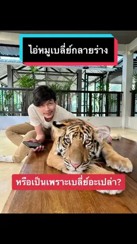 เมื่อเบลี่ย์ไม่อยู่เราก็แอบไปหาน้อนให้เบลี่ย์ 🤣 #เบลี่ย์เองครับ #เยอรมันเชพเพิร์ด #tiger 