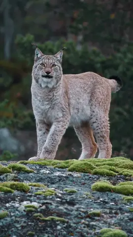 If dangerous why so fluffy? 🐾 #Eurasian #Lynx #EurasianLynx #fluffy #amazingvideo #amazing #animals #fluffycat 