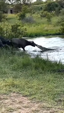 The fight between cows and crocodiles 🐊#viral #crocodile #animals #wildanimals #wildlife #animalsoftiktok #foryou #xyzbca 
