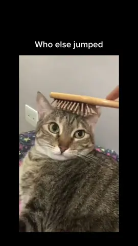 Kitty was plotting 😈 #fyp #cats #catsoftiktok #waitforit 