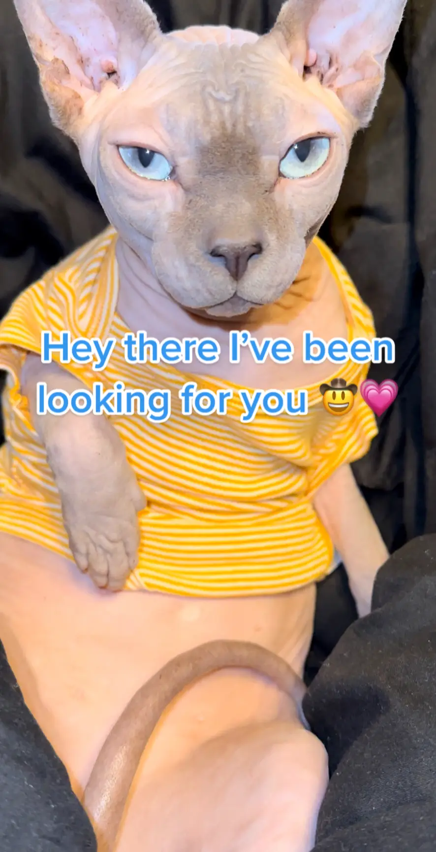 Will you be? #sphynx #sphynxcat #sphynxoftiktok #cutecat #ValentinesDay #valentine #cats #kitty #pets #PetsOfTikTok #petlover #hairlesscats 