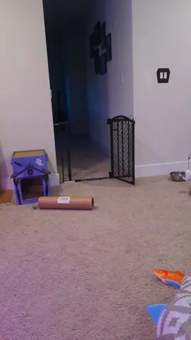 start!! your!!! engines!!!!!!! #tuxedocat #kitten #cattok #tuxedocatsoftiktok #kittensoftiktok #tiktokcats #talkingcat #sillycat 